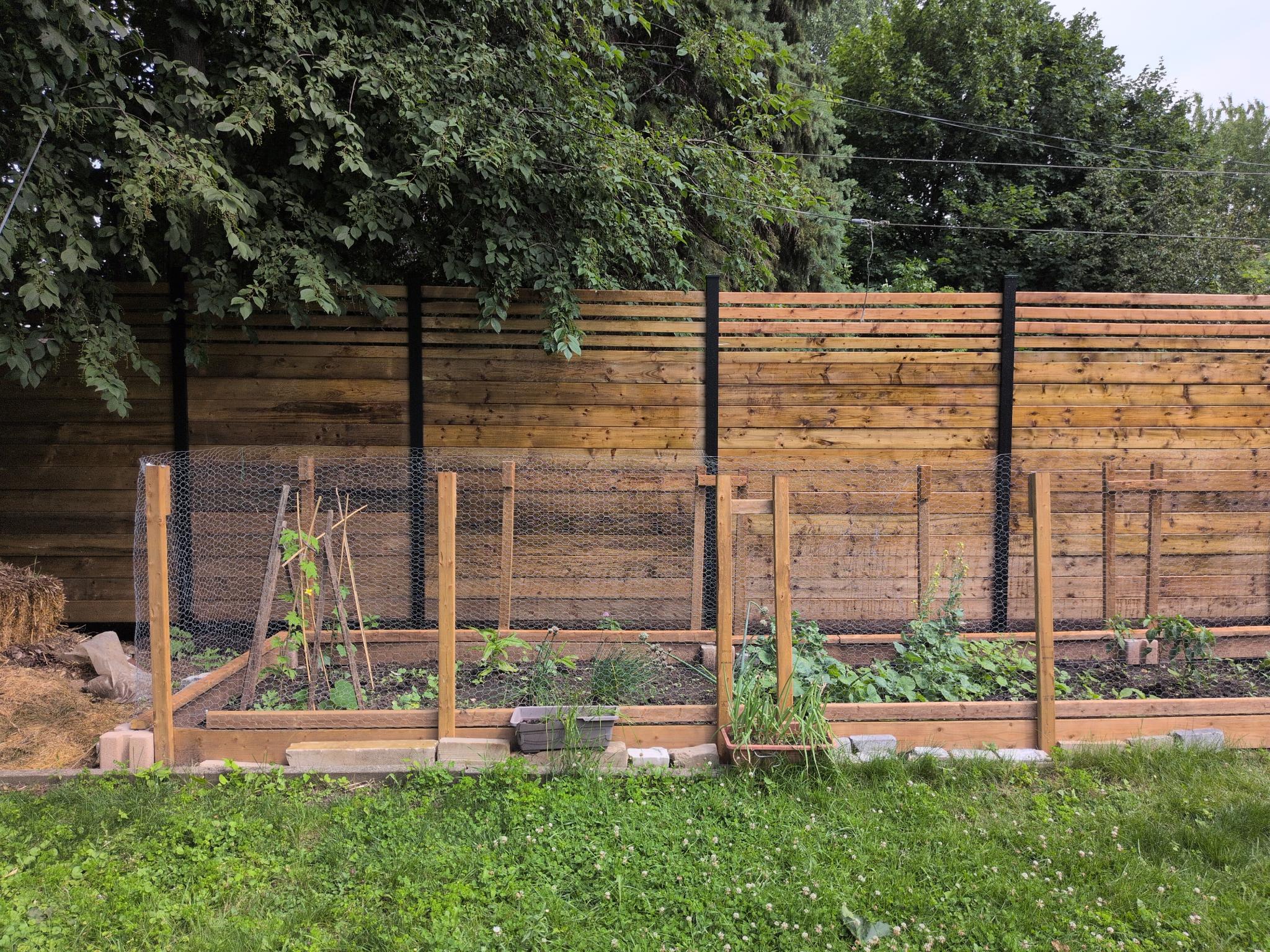 Horizontal wood slat privacy fence behind a backyard vegetable garden
